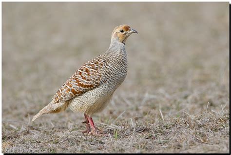 Grey Francolin bird photo call and song/ Francolinus pondicerianus ...