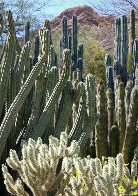 Sonoran Desert Cacti Photograph by Aaron Burrows - Fine Art America