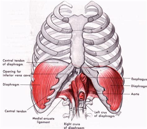 Pin on Anatomy ~ Yoga ~ Foundation