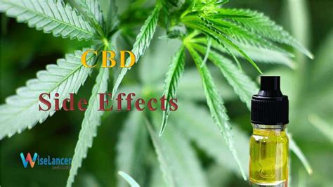 Side Effects – CBD Users Are Reporting - WiseLancer