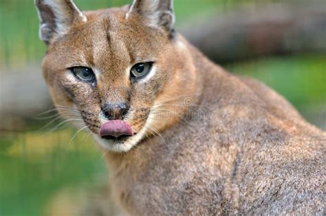 Caracal (African Lynx) cat stock image. Image of eating - 27649811