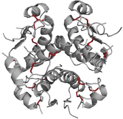 Ribbon structure of insulin hexamer at neutral pH. Firebrick red sticks... | Download Scientific ...