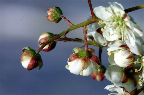 Sepal: The part of a flower that lies below the petals. | Botany word of the day