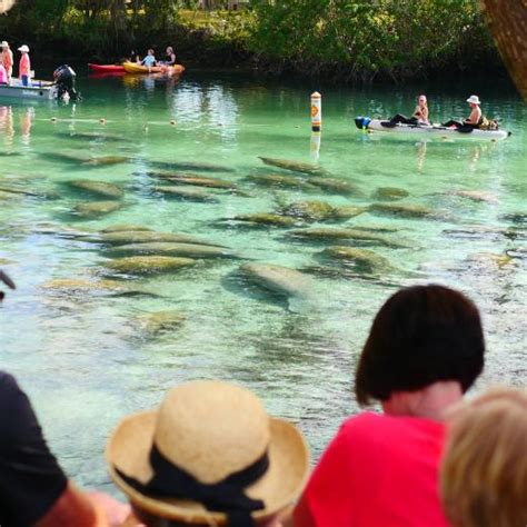 A Guide to Seeing Manatees in Crystal River, FL | Discover Crystal River