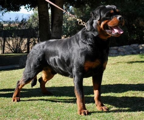 Giant Rottweiler Puppies For Sale In Maine - GUWTOU