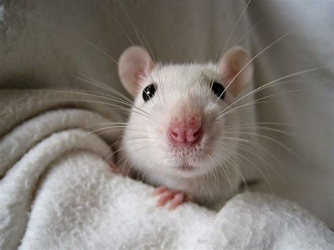 rato braco | Cute rats, Baby rats, Pet rats