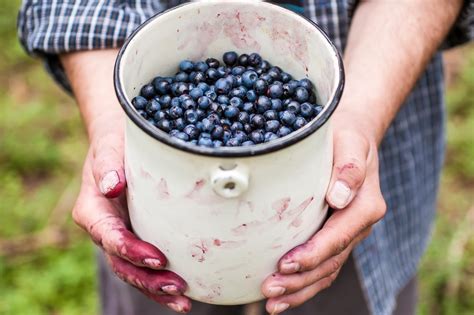 7 Bilberry Benefits (incl. Eye Health) + Side Effects & Dosage - SelfHacked