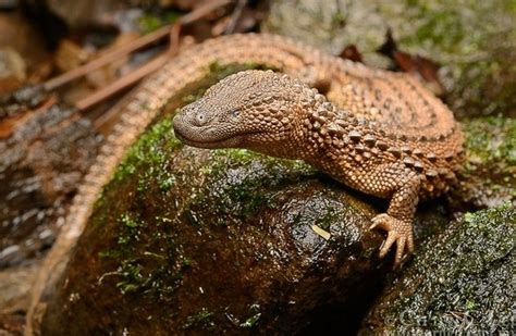 Flora Fauna Kalimantan Timur Yang Langka Amp Terancam Punah - Riset