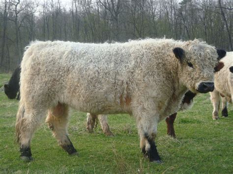 White Galloway | Cattle, Rare breed, Farm animals