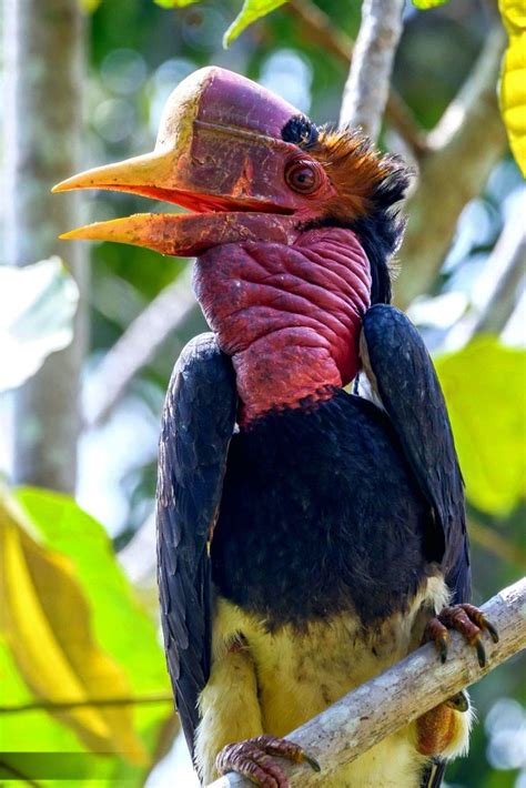 Helmeted Hornbill in 2024 | Rare animals, Weird birds, Very rare animals