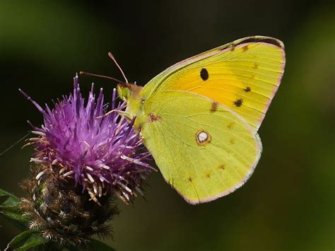 Migrant Clouded Yellow butterflies | Wildlife Insight