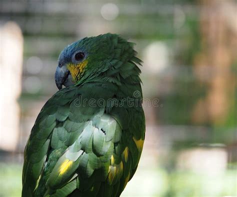 Green parrot in cage stock photo. Image of captivity, conservation - 5087984