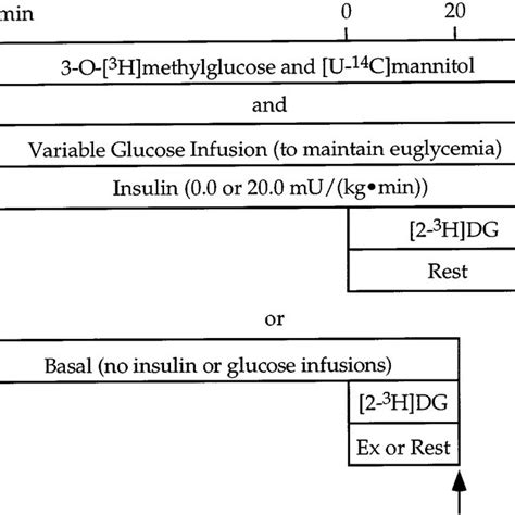 Muscle glucose concentration and muscle glucose uptake index in soleus,... | Download Scientific ...