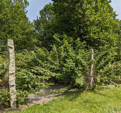 Caring for the Raspberry Bushes - The Martha Stewart Blog