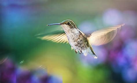 Which Hummingbirds Are Native to the Pacific Northwest? | Pet BLoG