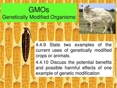 Top 186+ Examples of gmo plants and animals - Merkantilaklubben.org