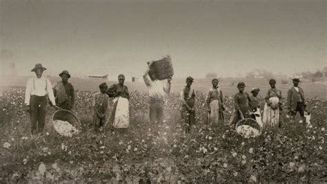 Slaves in the cotton field. (1800s) : pics