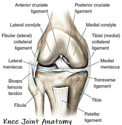 Knee Anatomy