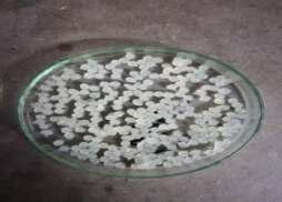 -Alginate based Macro encapsulation (Immobilization) capsules ...