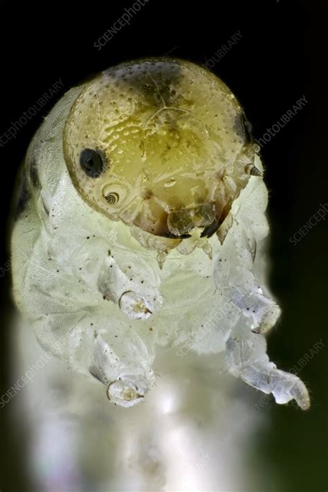 Caterpillar head - Stock Image - C015/5040 - Science Photo Library