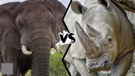 Elephant VS Rhino EPIC BATTLE! - YouTube