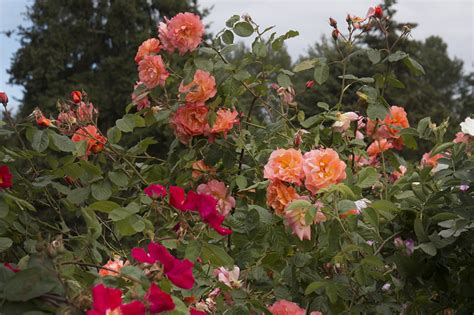 Photographing Oregon: Heirloom Rose Garden