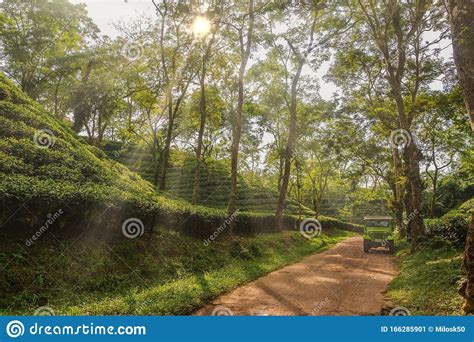 In Tea Gardens of Srimangal - Bangladesh Editorial Photo - Image of ...