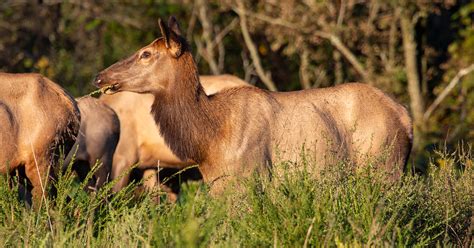 A Year in the Life of a Cow Elk | Virginia DWR