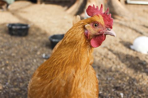 Raising Chickens 101: A Beginner's Guide to Chickens | The Old Farmer's Almanac