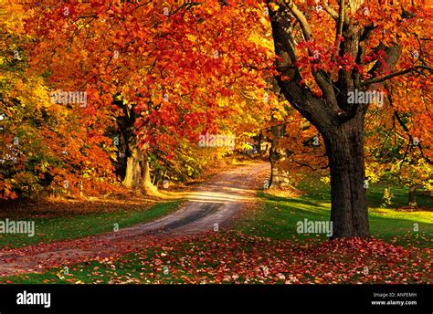 Maple tree with fall foliage, Port William, Nova Scotia, canada Stock ...