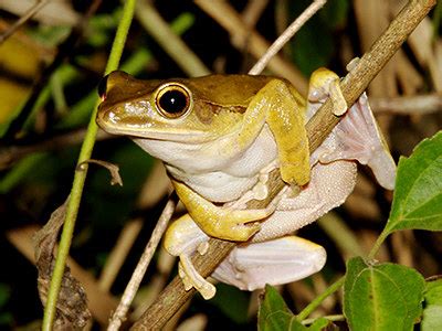 Brown Tree Frog - Polypedates megacephalus