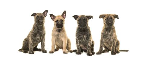 Discover Dutch Shepherd Colors and Markings - A-Z Animals