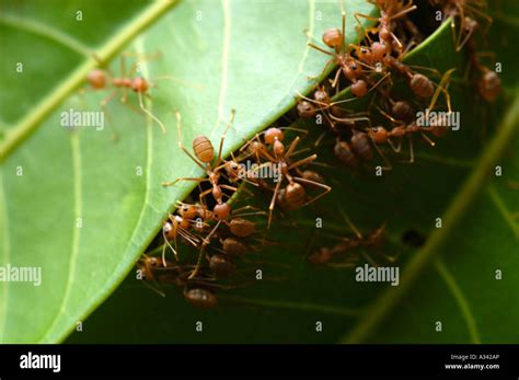 ANTS BUILDING NEST Stock Photo - Alamy