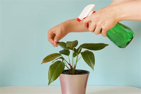 6 Care Tips for Indoor Plants