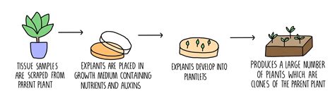 Cloning and Biotechnology OCR — the science sauce