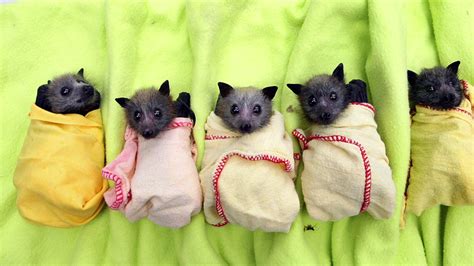 Fruit Bats As Pets