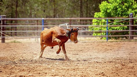 Calf Roping Photograph by Michele Jackson - Fine Art America