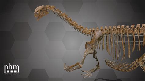 Plateosaurus Skeleton - Download Free 3D model by Natural History Museum Vienna (@NHMWien ...