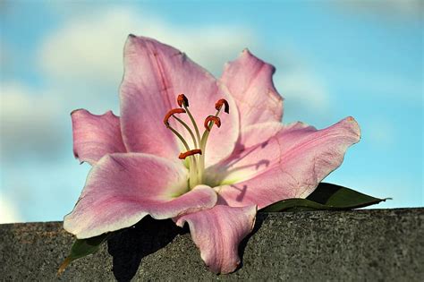 lily, flower, pink, decorative | Pikist