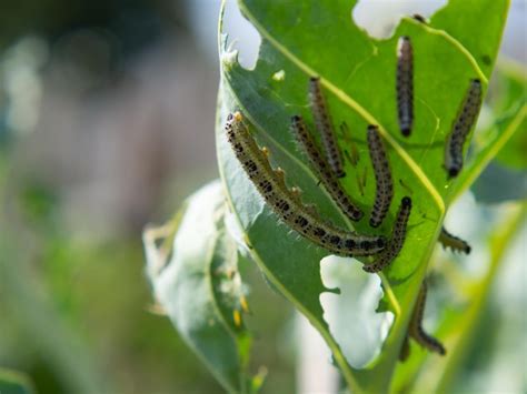 Premium Photo | Caterpillars of cabbage butterfly larvae eat cabbage ...