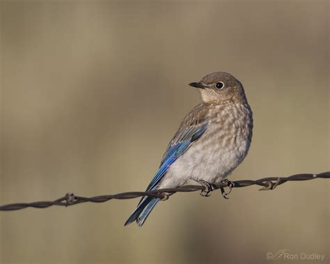 Juvenile Mountain Bluebird – Feathered Photography