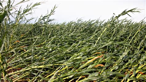 Iowa farmers assess losses after storm flattened cornfields | Fox Business