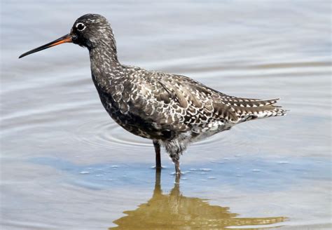 Spotted Redshank | Audubon Field Guide