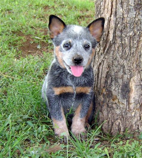 cuteanimalsworld: The Australian Cattle Dog: | Heeler puppies, Blue heeler puppies, Blue heeler dogs