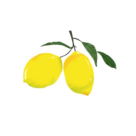 Lemon Fruit Plant Fruit, Plant, Food, Fruit PNG Transparent Clipart ...