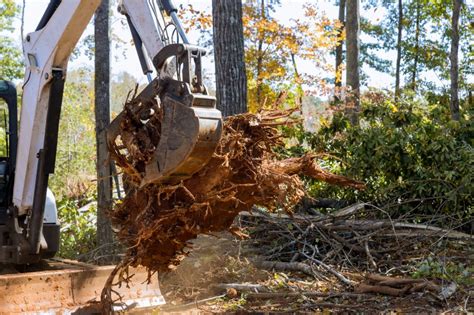 Tree Roots Cutting | JensonBrothers.com