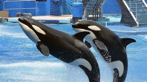 Petition · SeaWorld Parks and Entertainment: Help the animals in sea world get back to the wild ...