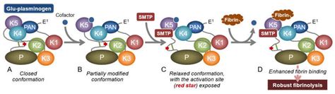 Proposed mechanism for the action of SMTP on plasminogen. (A) Schematic ...