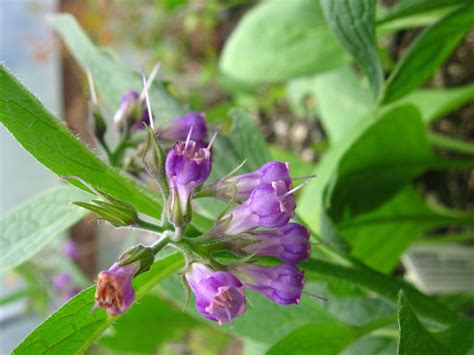 Comfrey, True - Organic Medicinal Live Plants for Sale - Crimson Sage ...