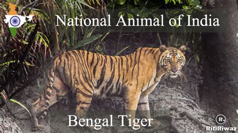 National Animal of India | Indian National Animal